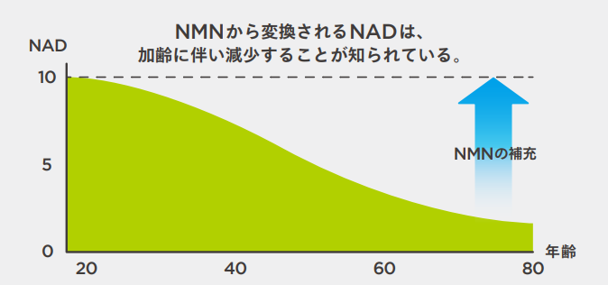 Age-related decrease in NAD