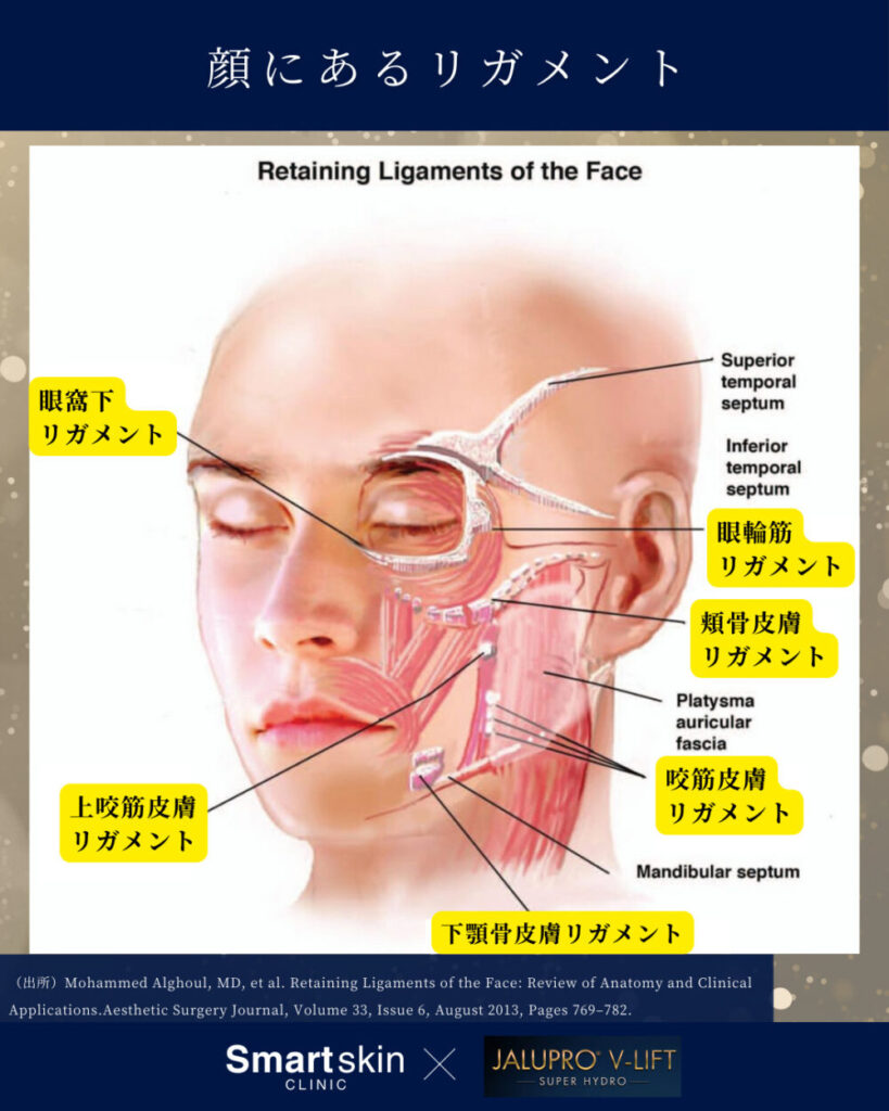Ligament in the face