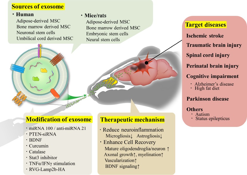 Exosome administration by nasal drip