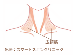 Diagram showing the broad cervical muscles