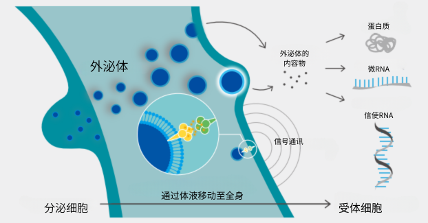 什么是外泌体？