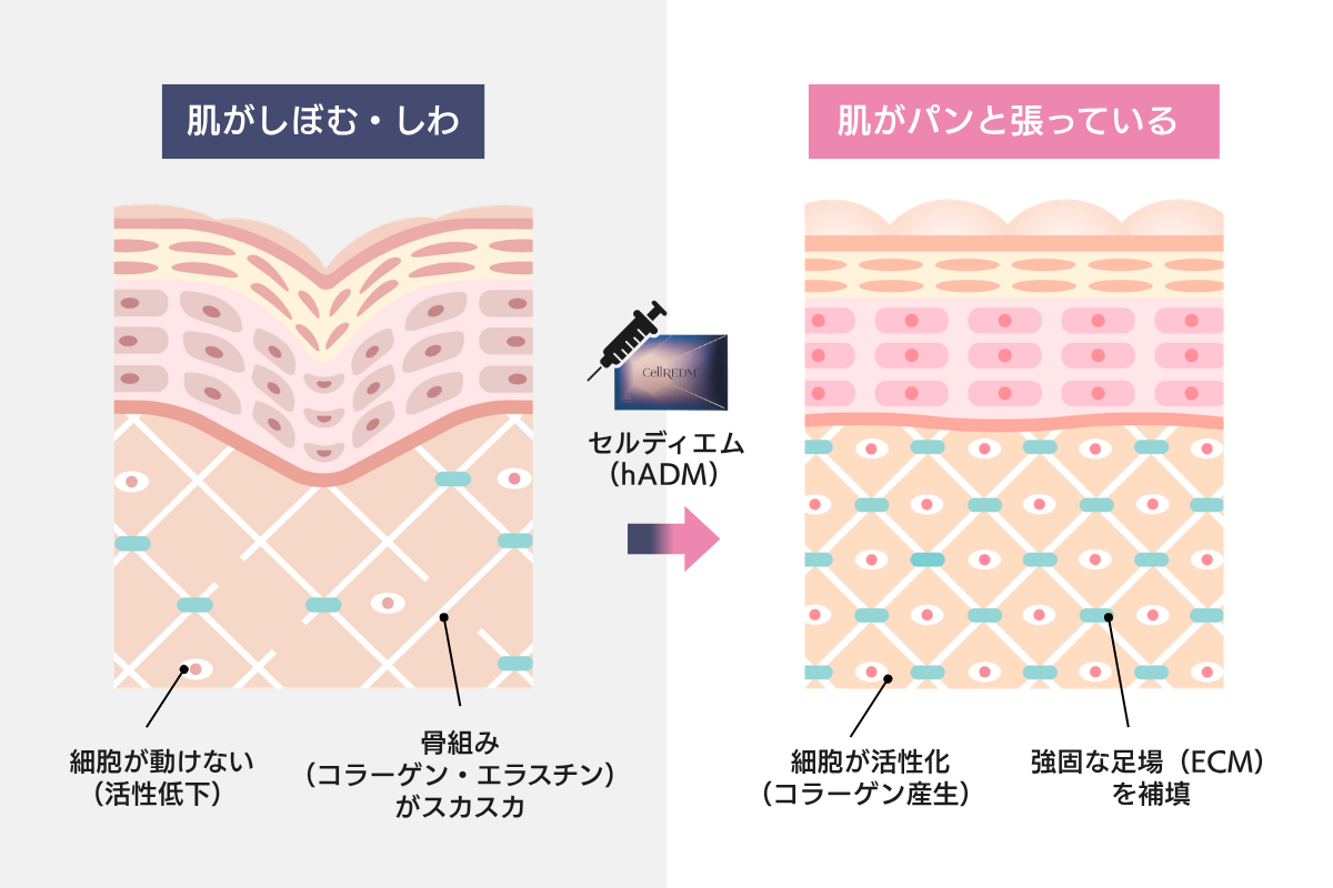 What is Cerdiem Illustration