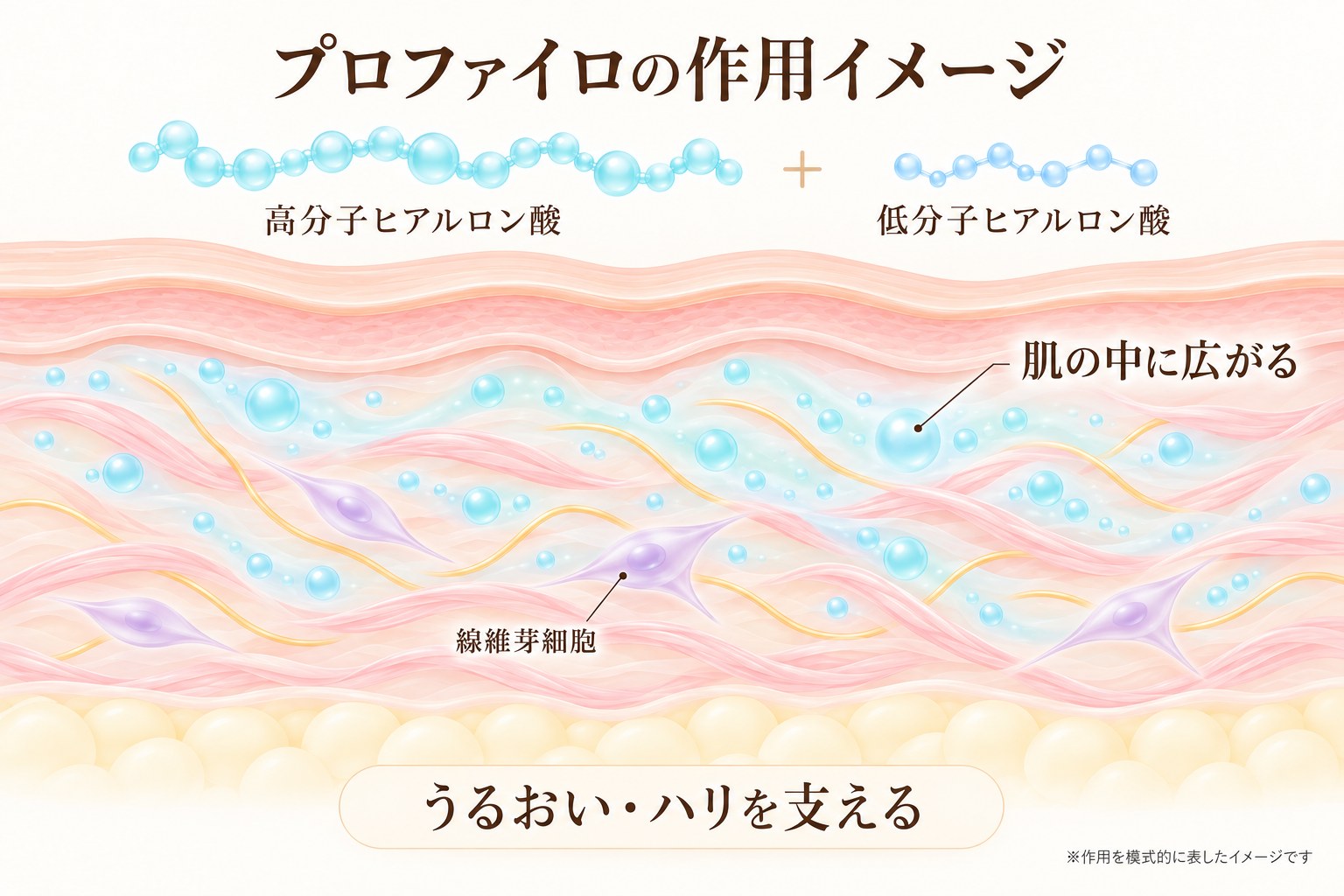 プロファイロの作用イメージ 高分子・低分子ヒアルロン酸が肌の中に広がる