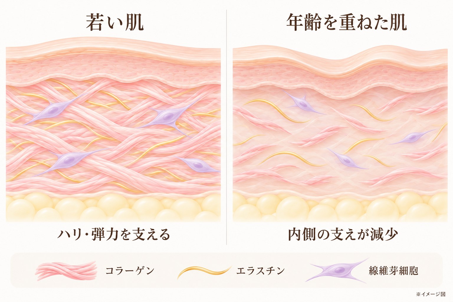 若い肌と年齢を重ねた肌の断面図(コラーゲン・エラスチン・線維芽細胞)
