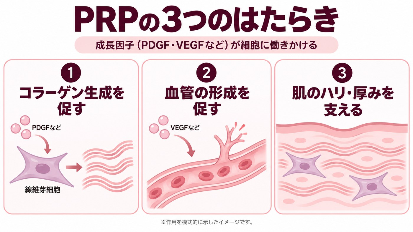 PRPの3つのはたらき：1 コラーゲン生成を促す 2 血管の形成を促す 3 肌のハリ・厚みを支える